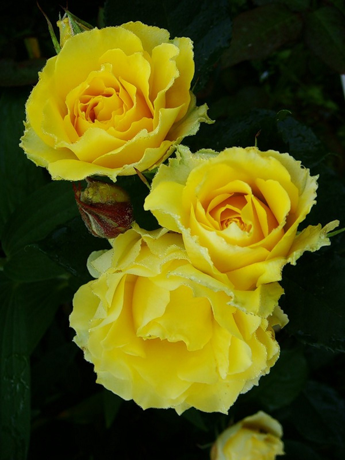 баттеркап2_edited_edited