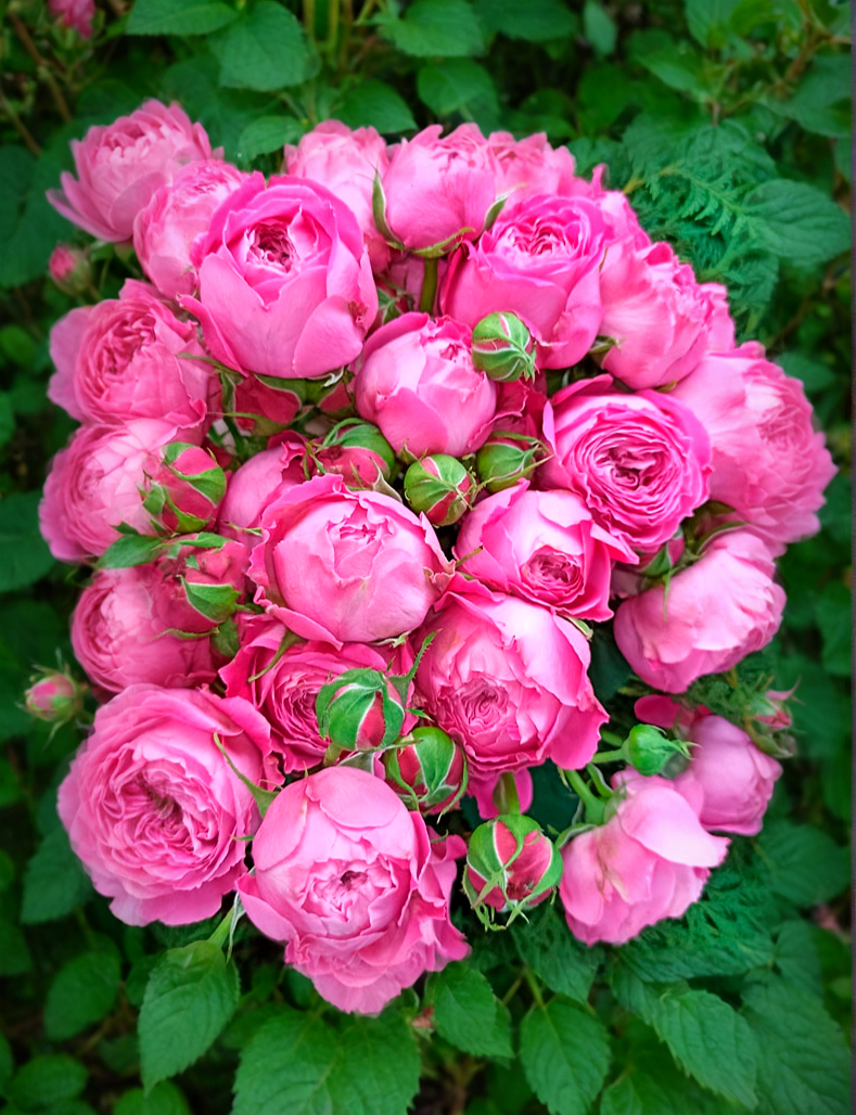 Баззи Маджента