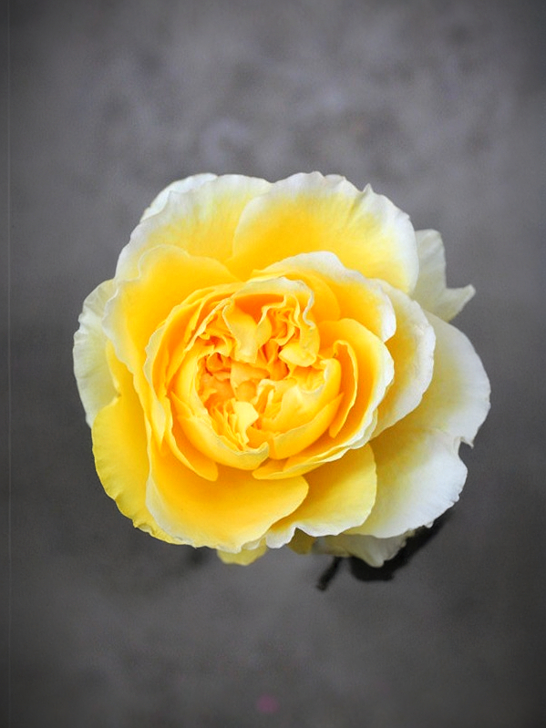 беатрис _edited_edited_edited