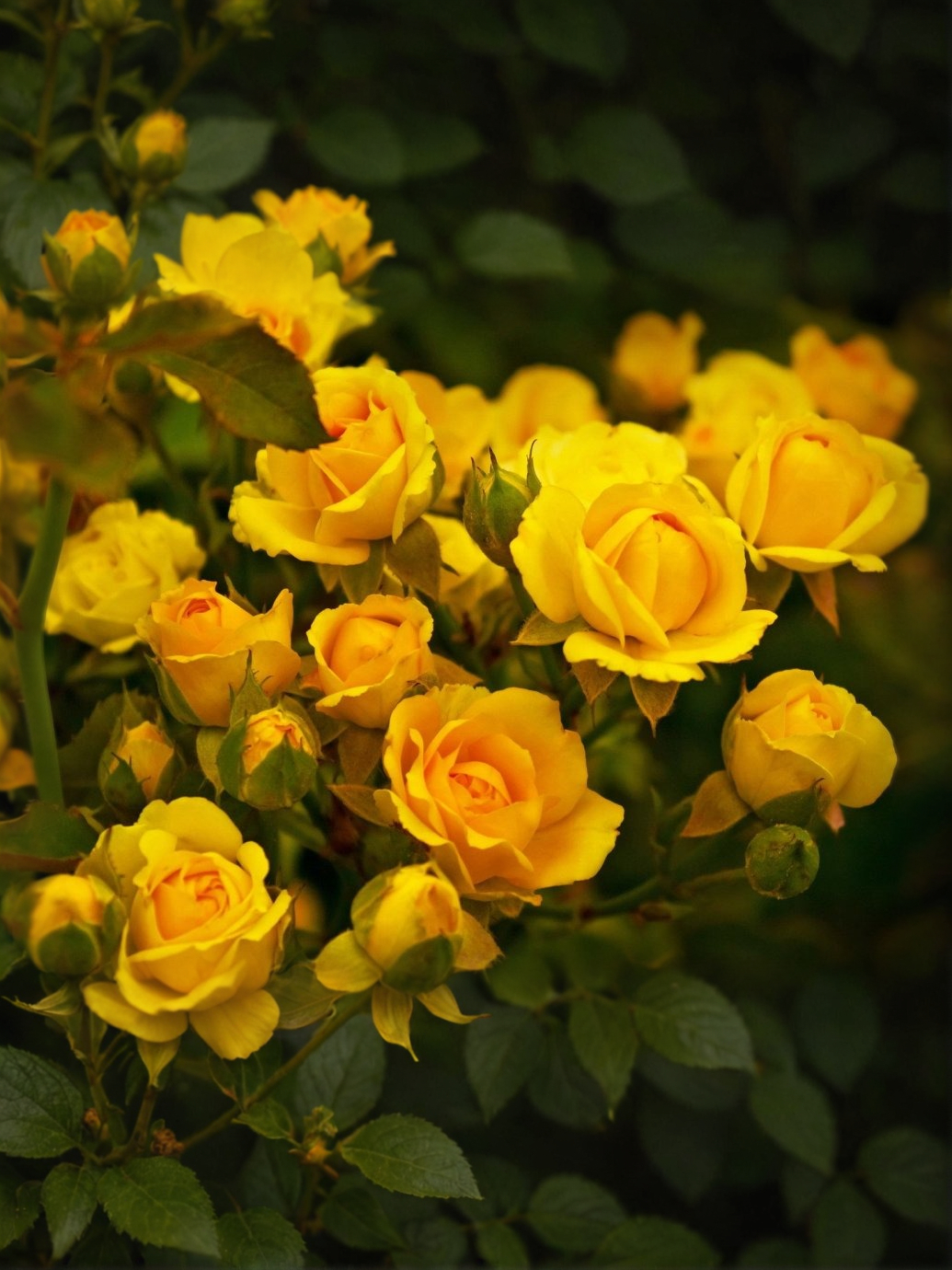 беби голд 2_edited_edited