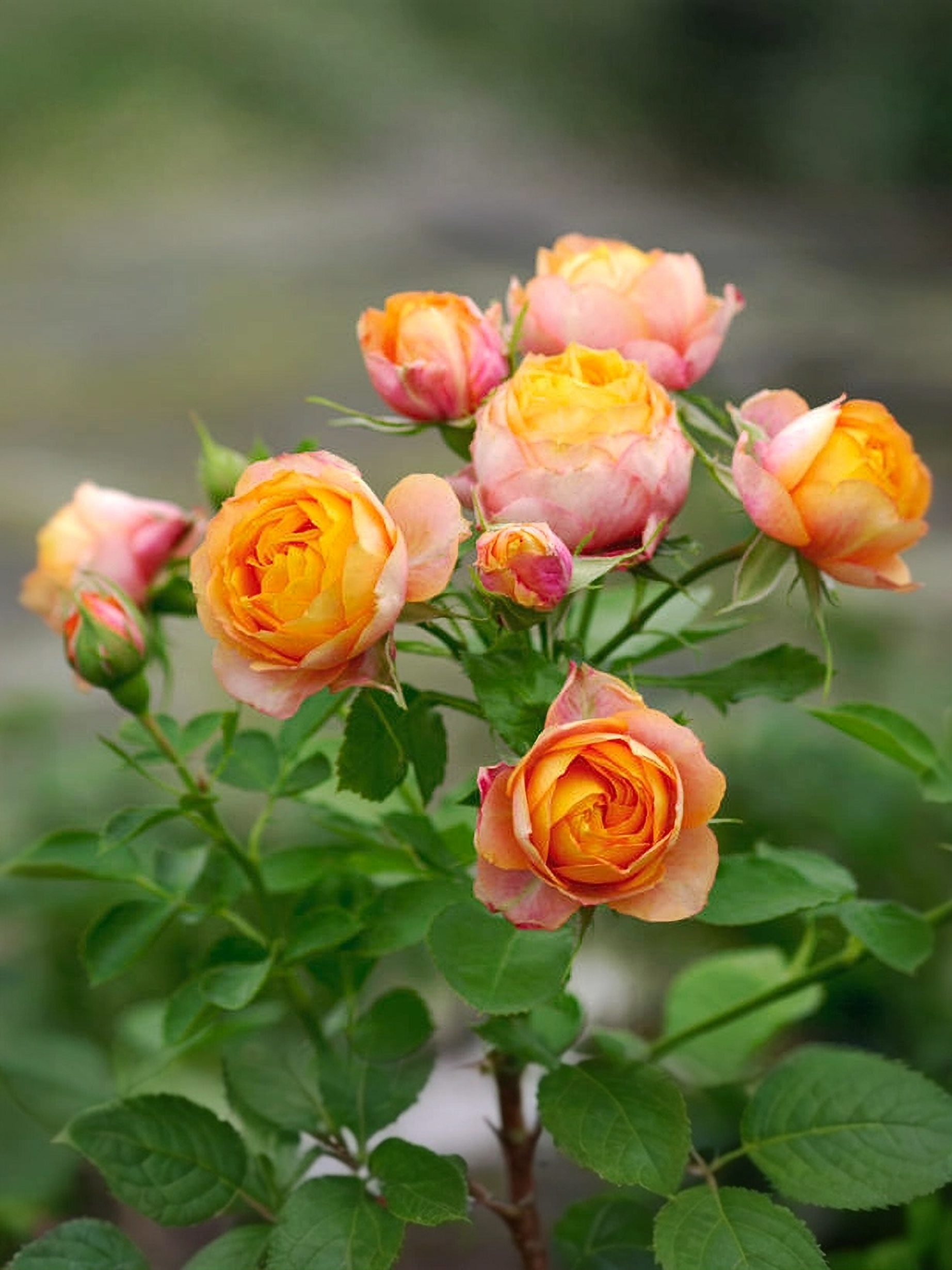 Беби Романтика