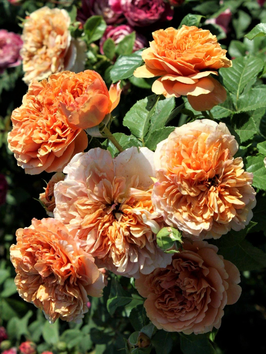 бель де анжу_edited_edited