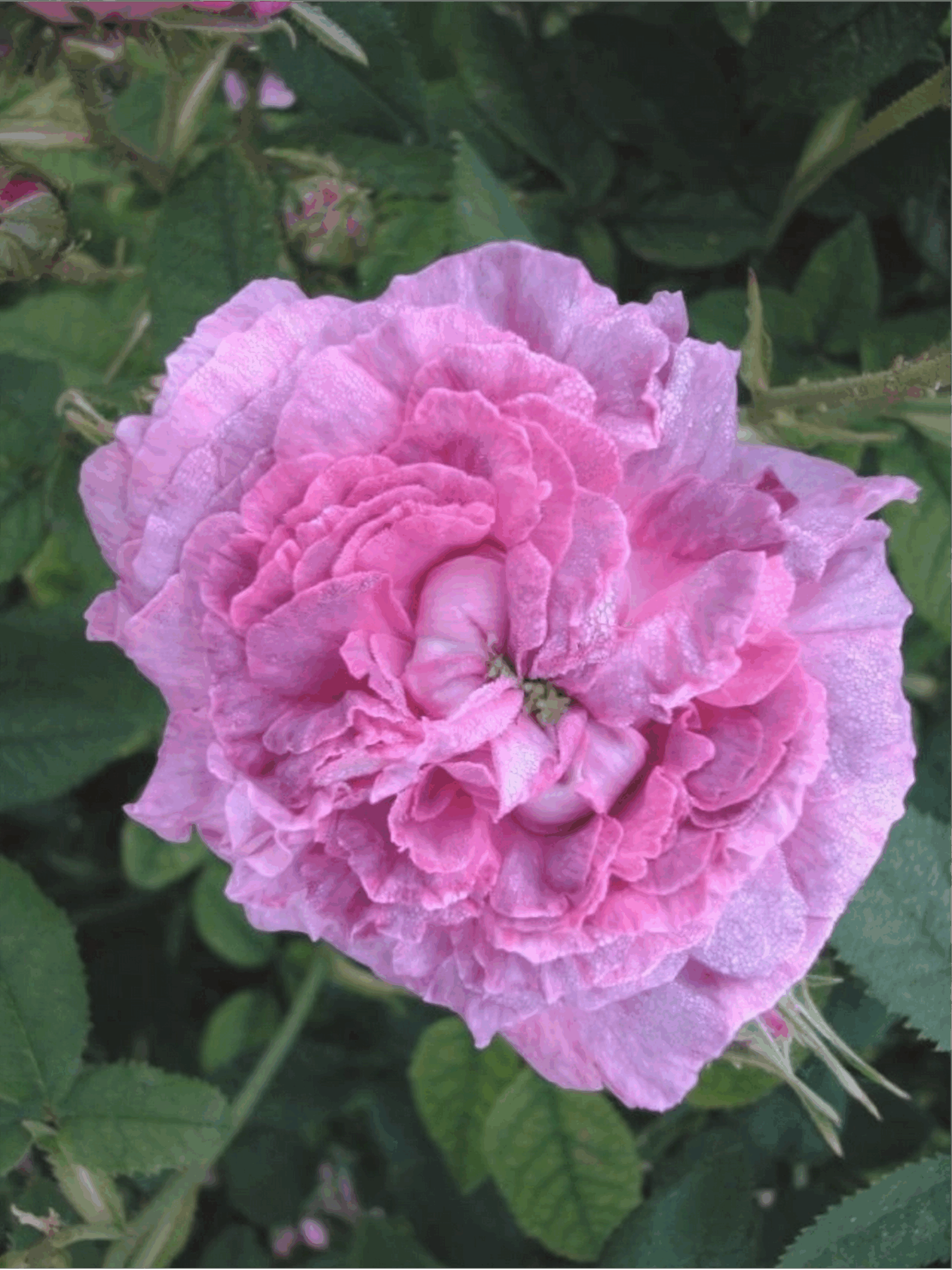 бель де кале3_edited_edited