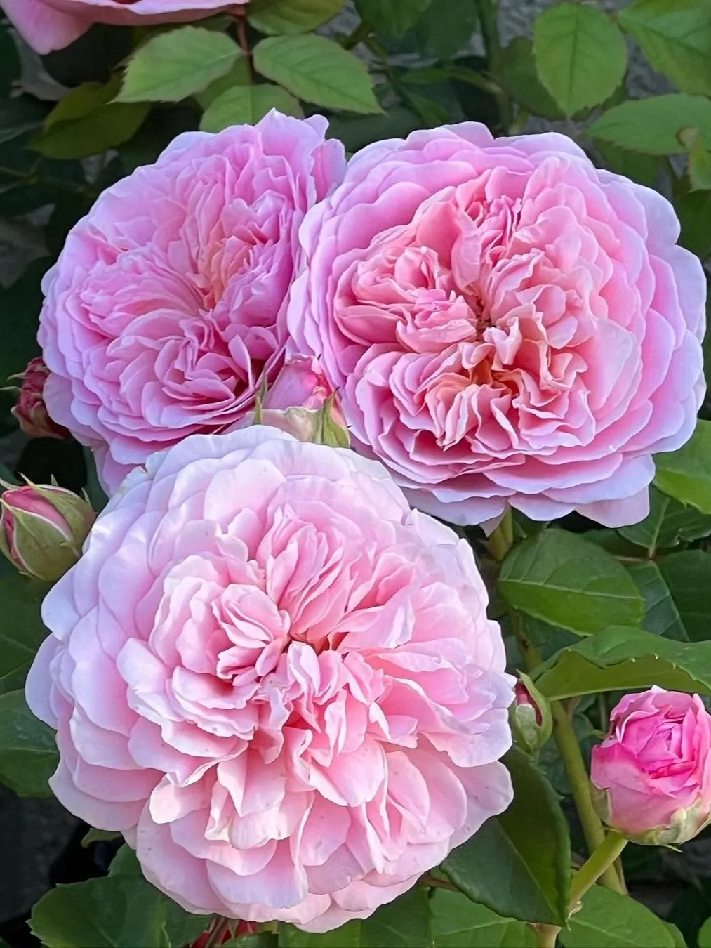 бель де кале_edited