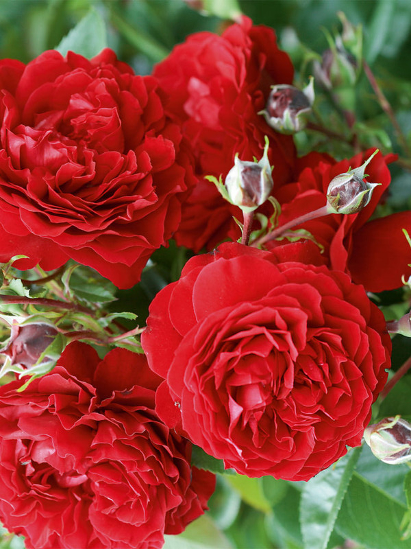 бельканто_edited_edited