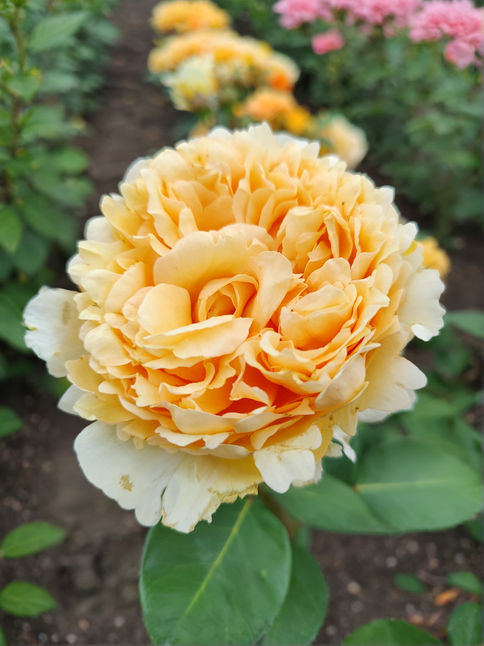 Белла ди Тоди