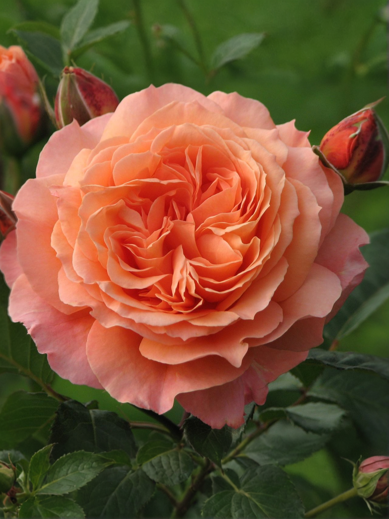 бельвидер_edited