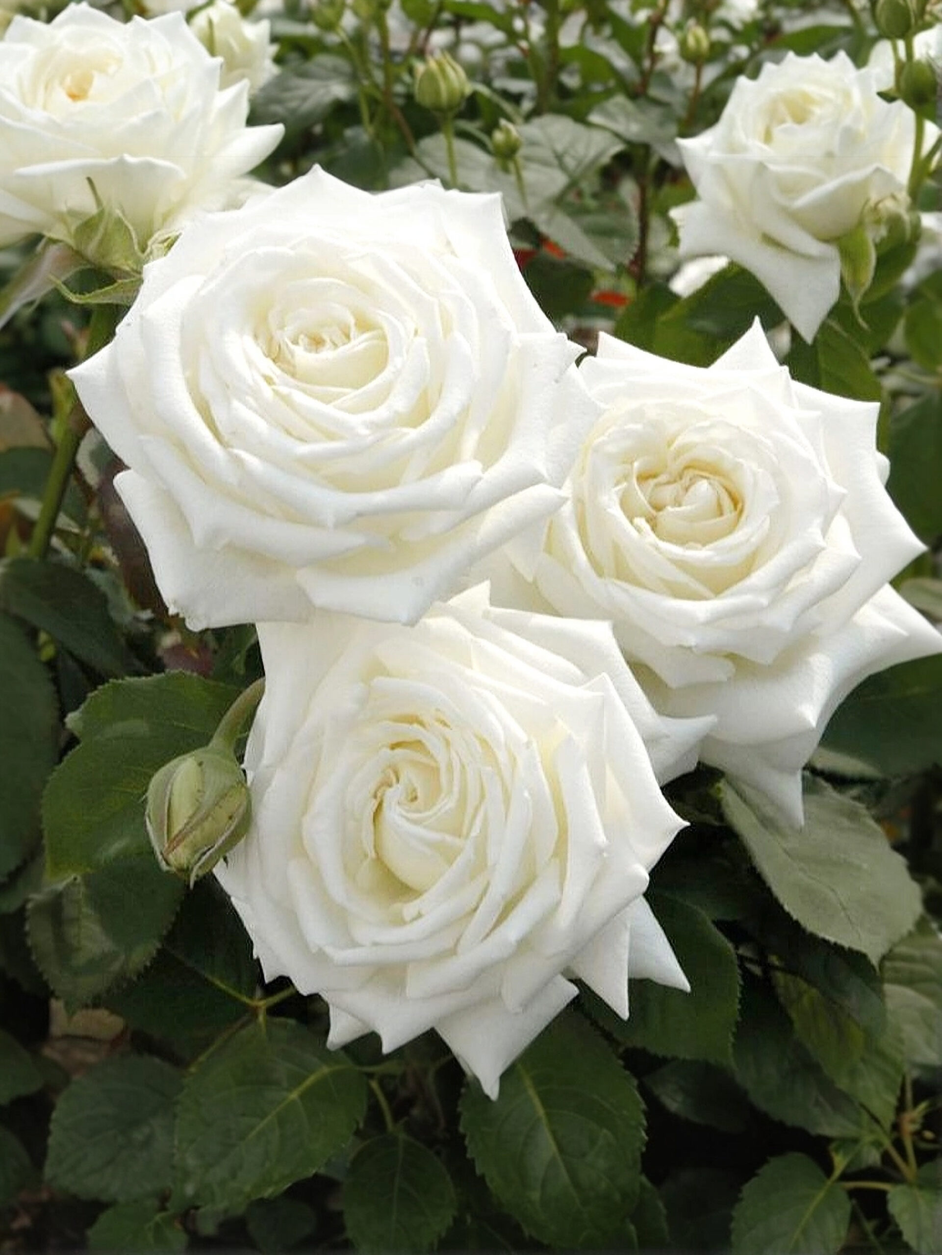 Белый Триумф3_edited_edited