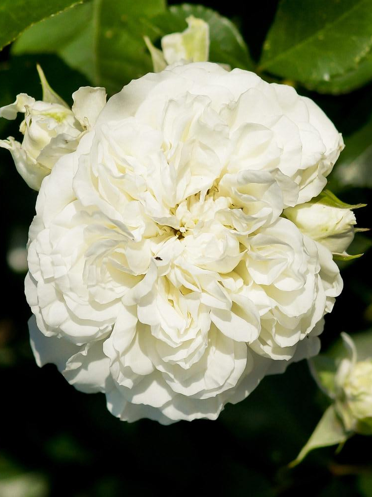 бланк меяндекор_edited_edited