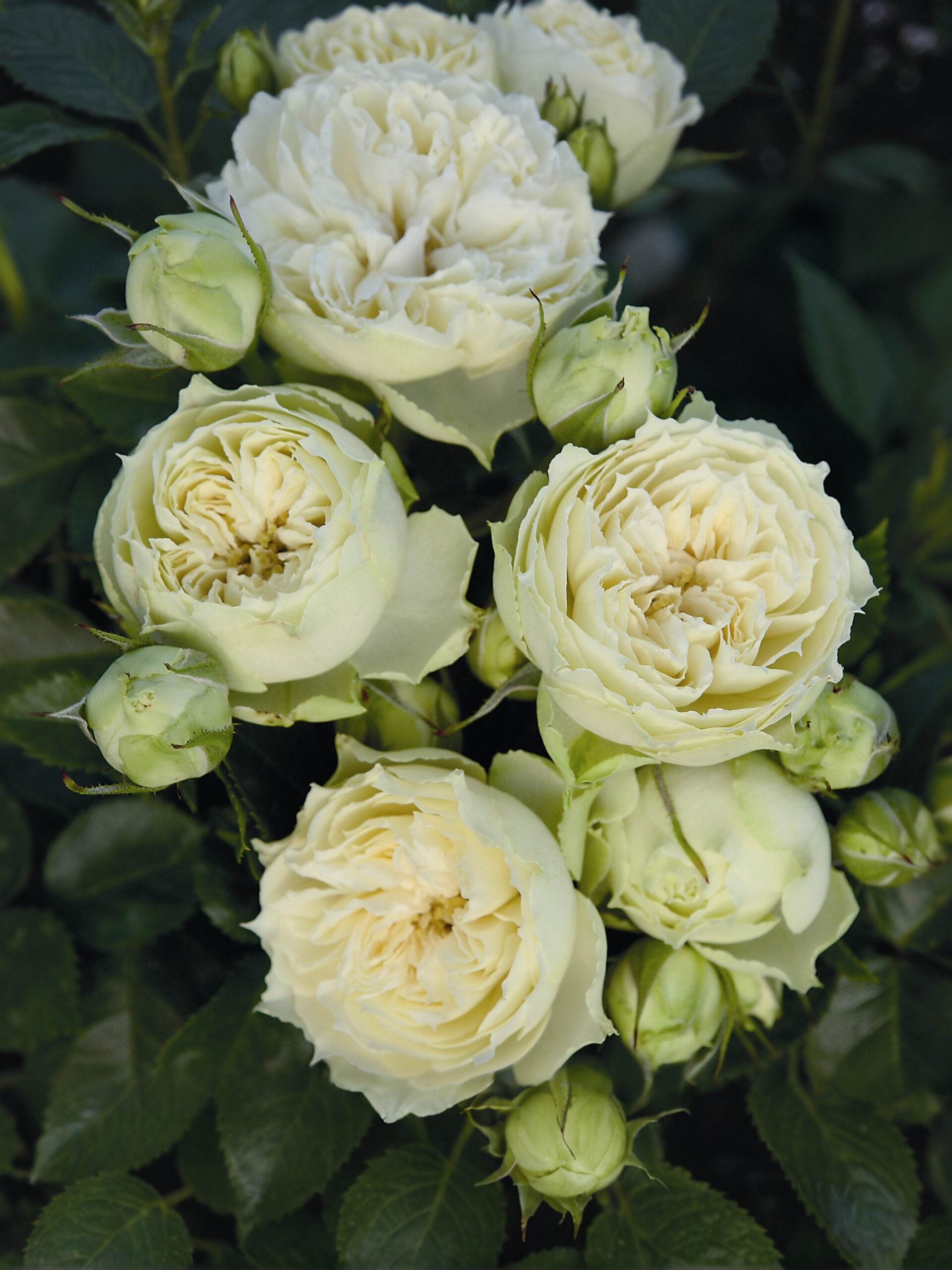 бланшет 1_edited