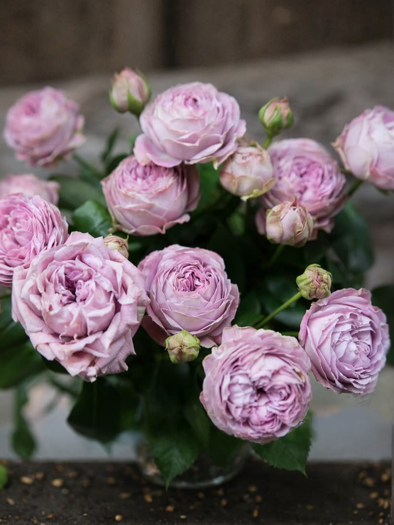 блосом 1_edited