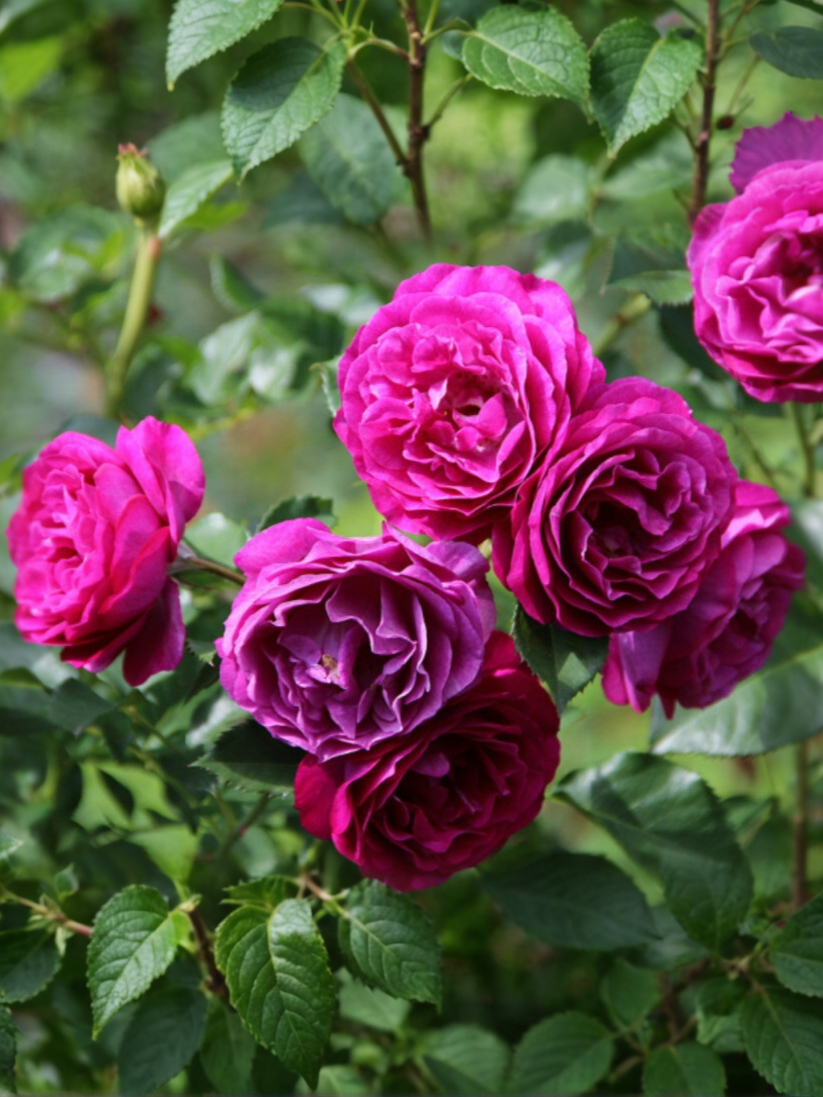 блю иден № _edited