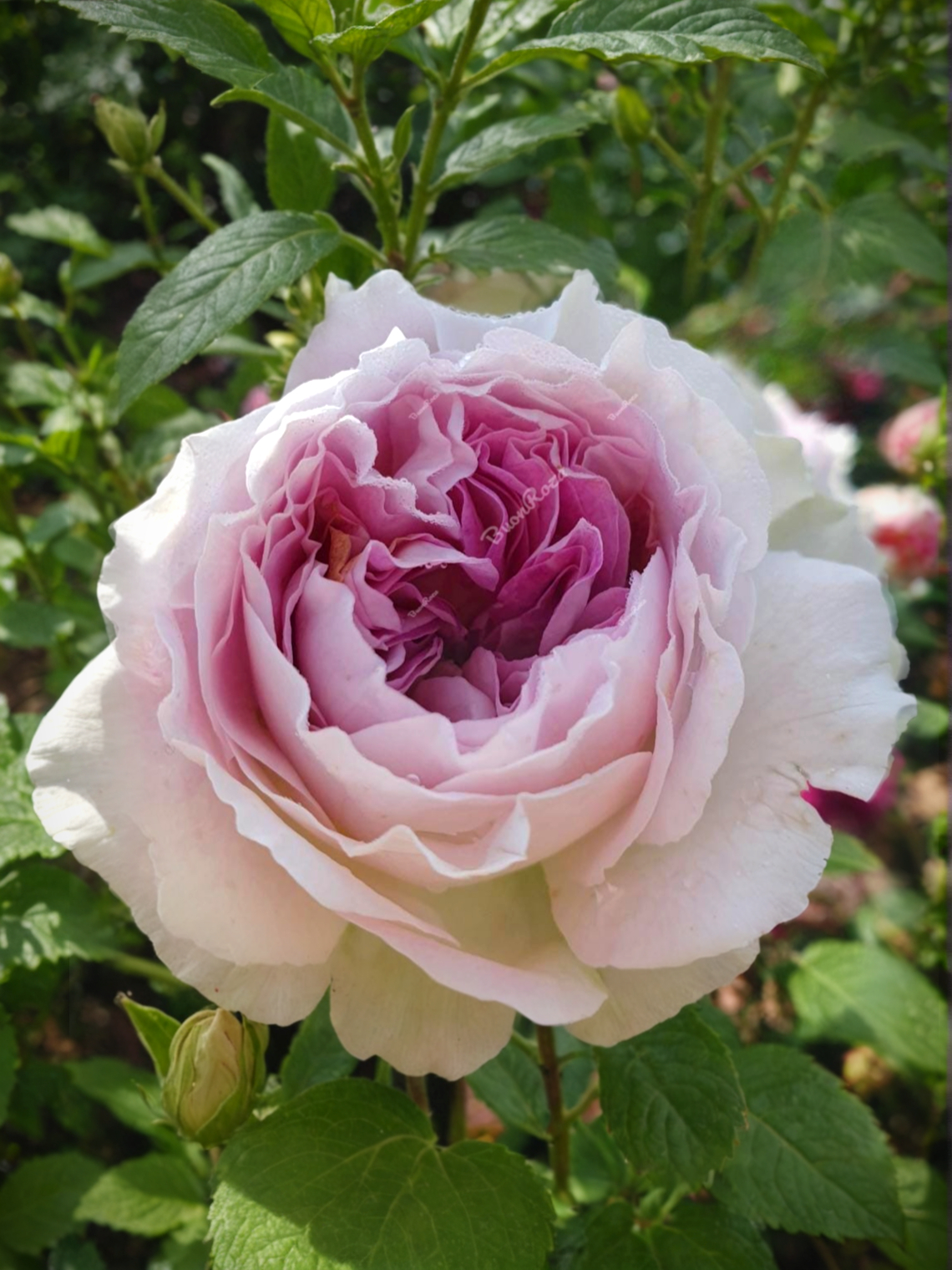 Блю Мун Стоун