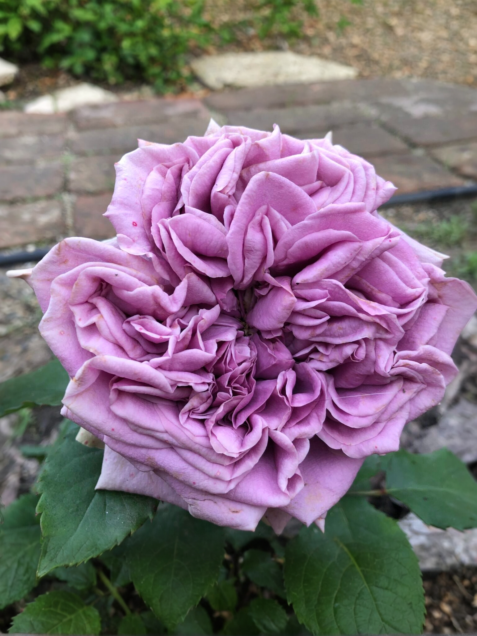 Блю Романеско2_edited