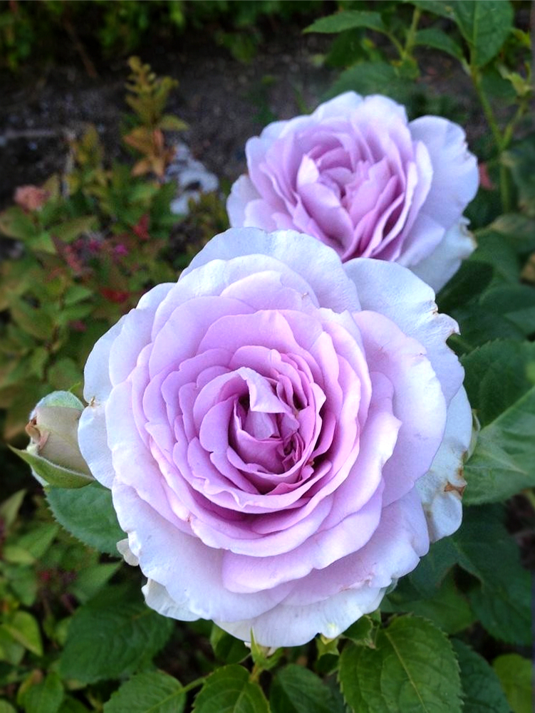 Блю Вог2_edited