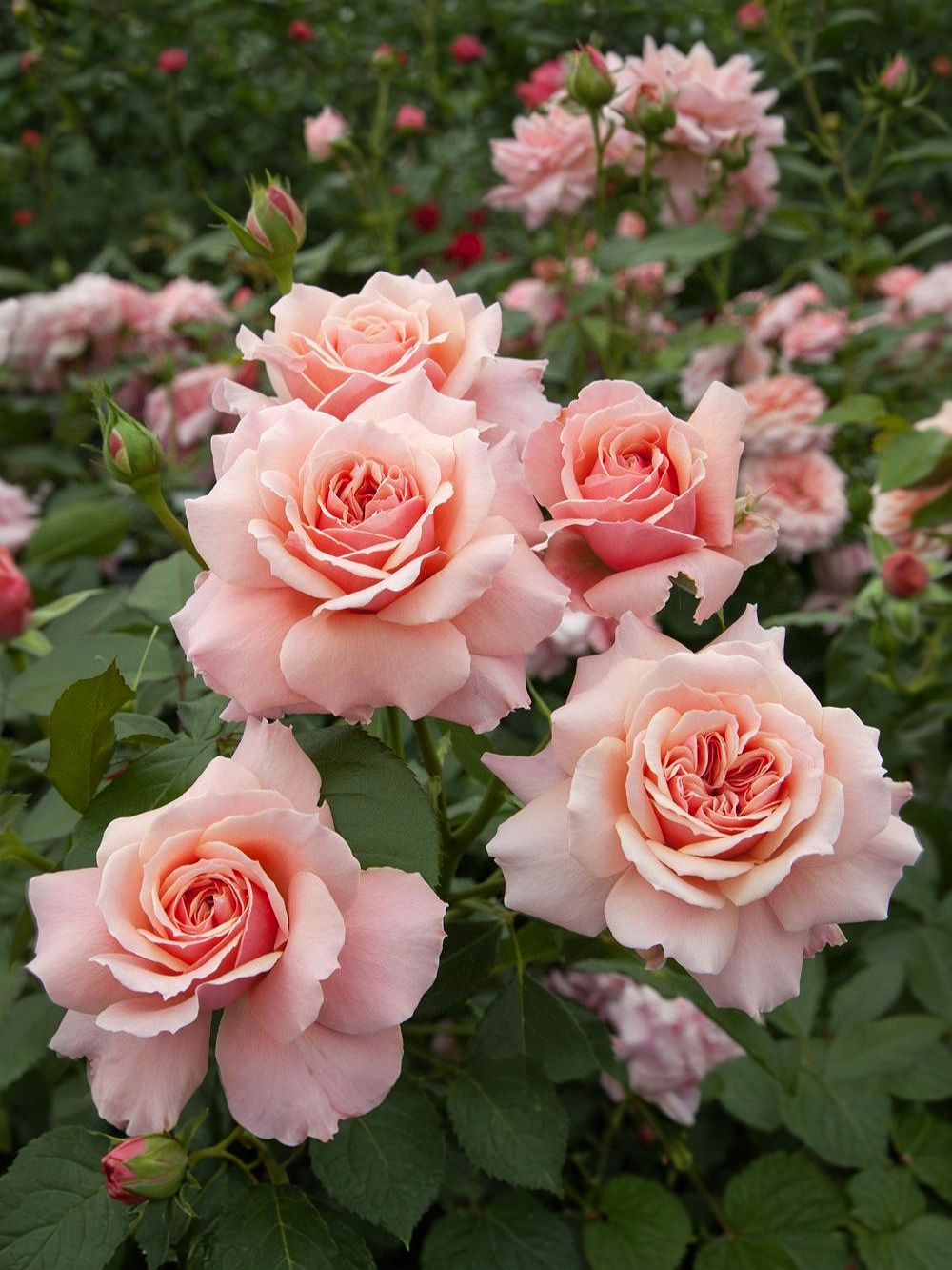 Боттичелли_edited_edited