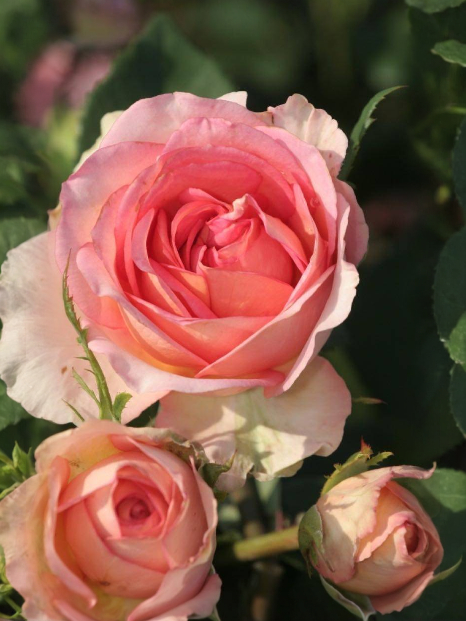 брайдл1_edited