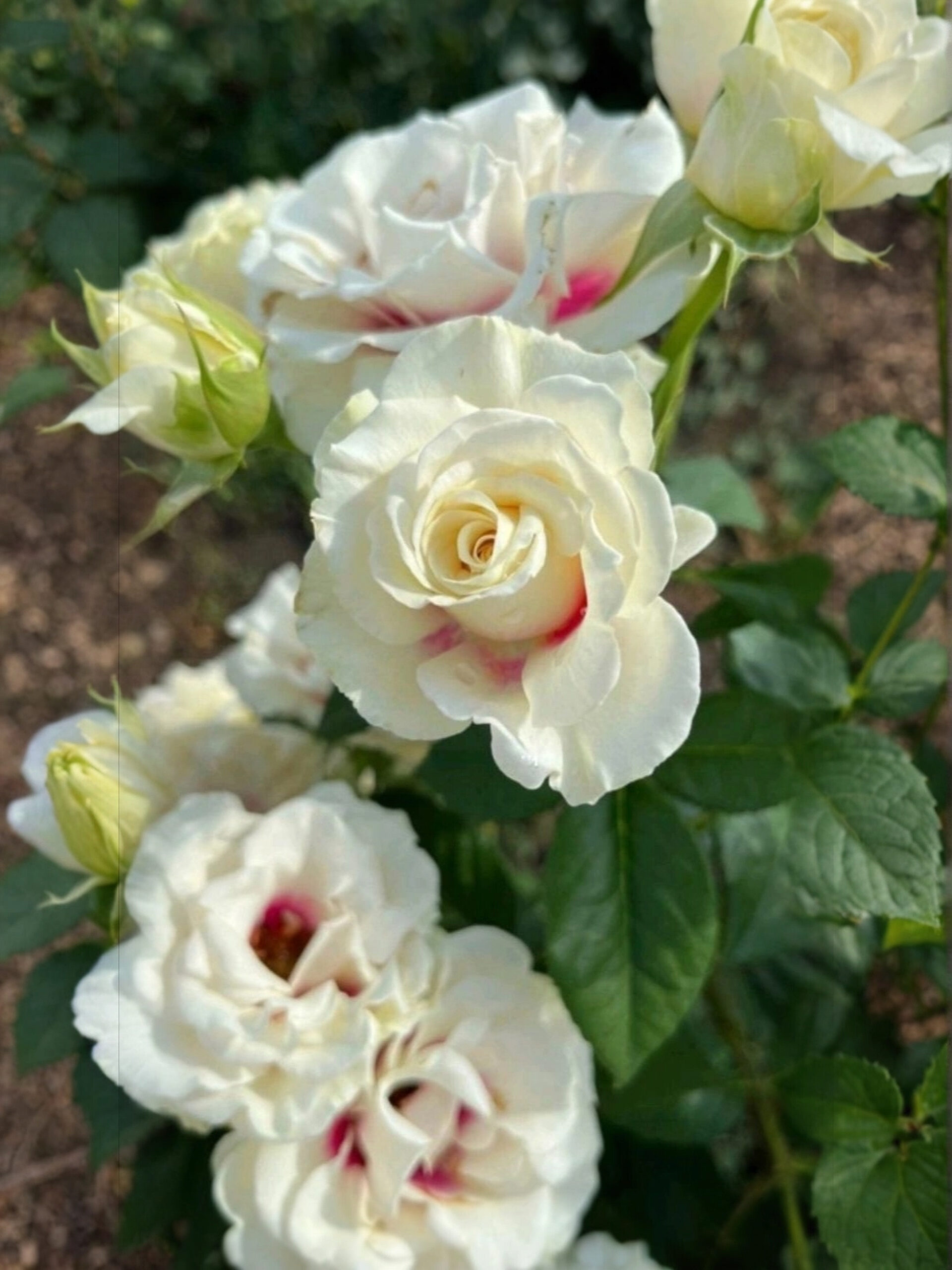 Брайдсайд_edited_edited