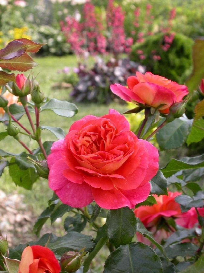 братья гримм5_edited_edited