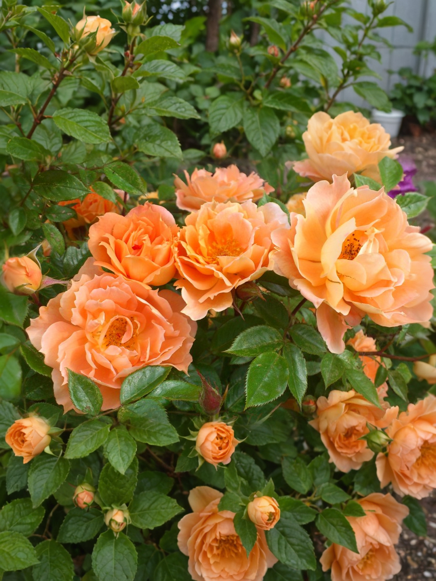 Бридж оф Сайз_edited