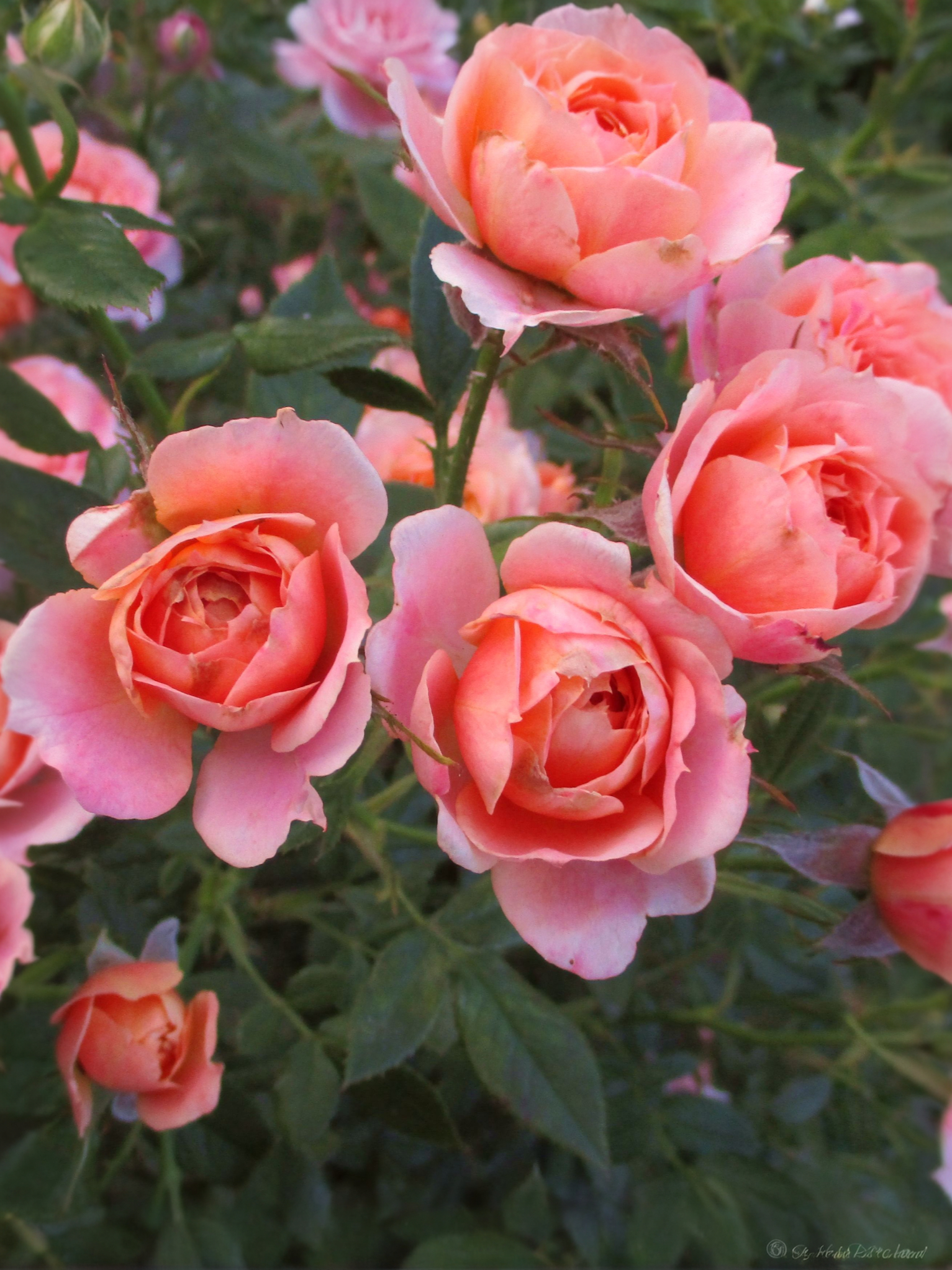 Бриоза3_edited