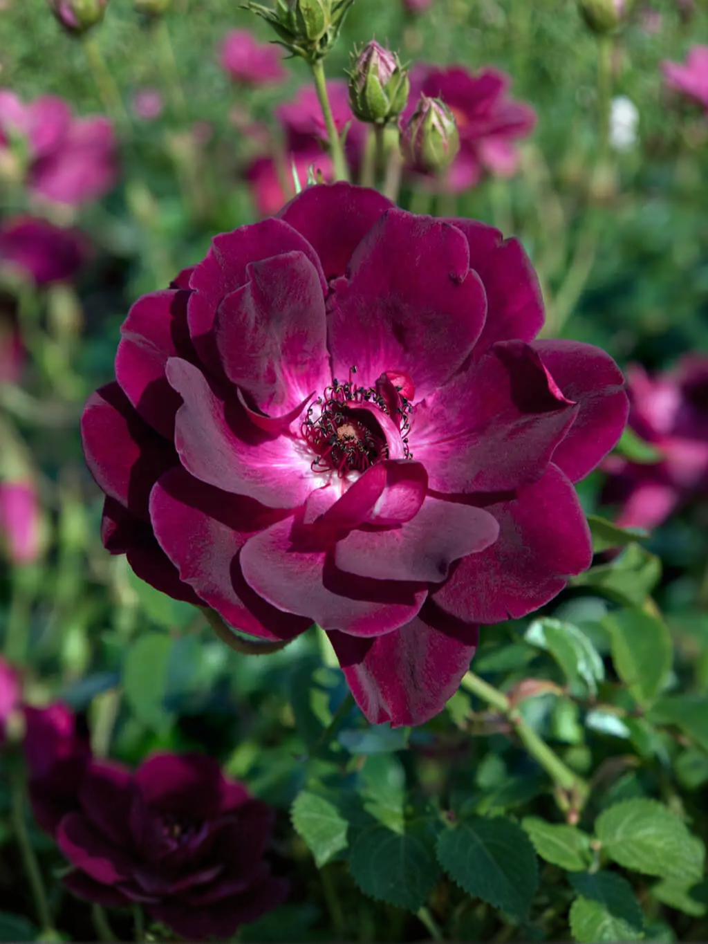 Бургунди Айс_edited