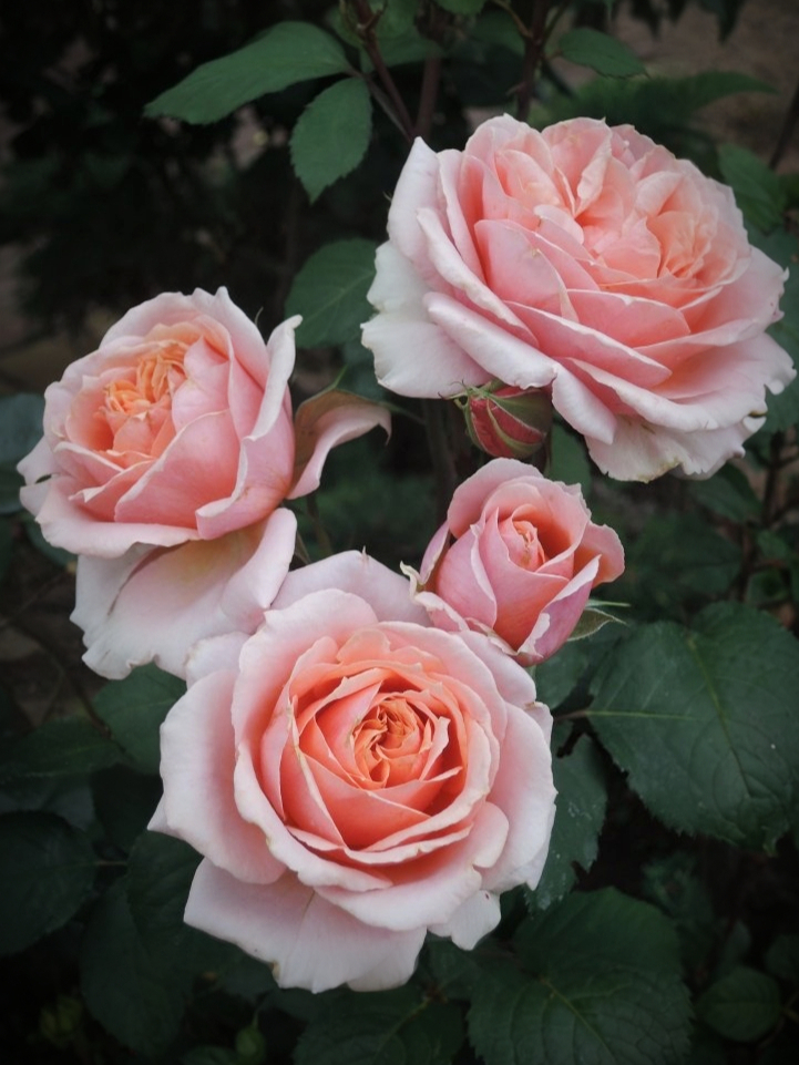 d8d5c358_edited_edited_edited