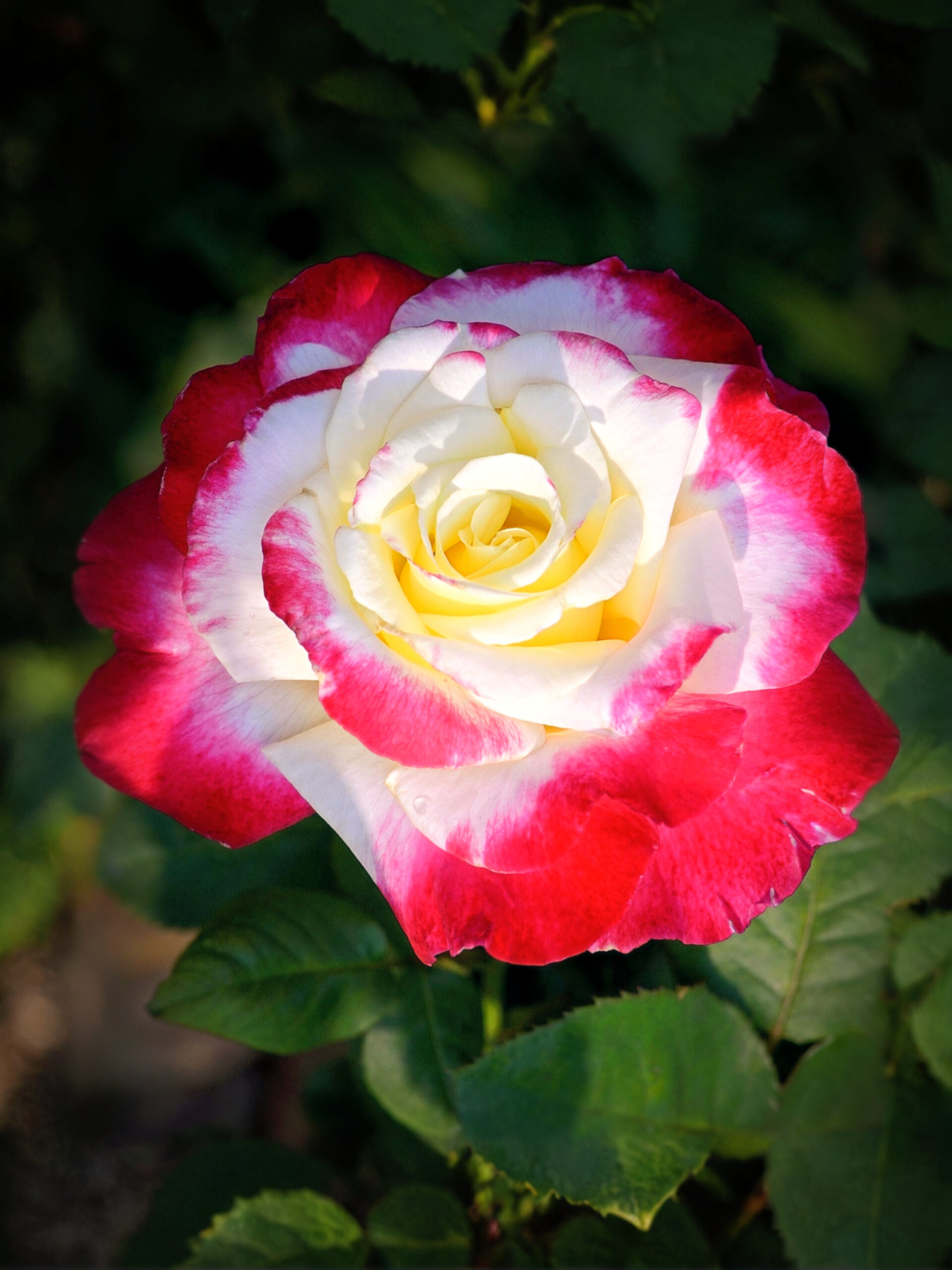 дабл де лайт 20_edited_edited_edited