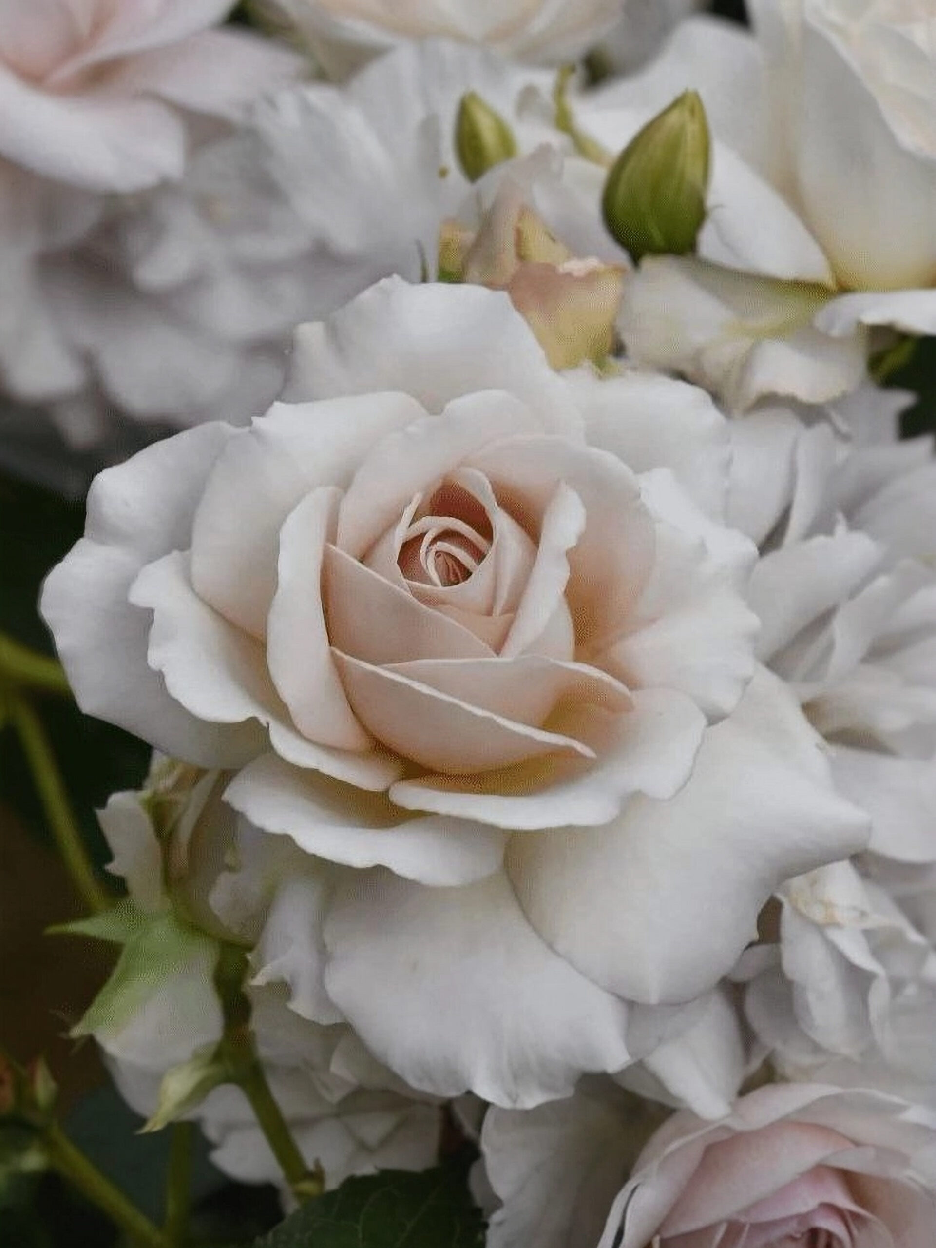 Даймонд Грей_edited