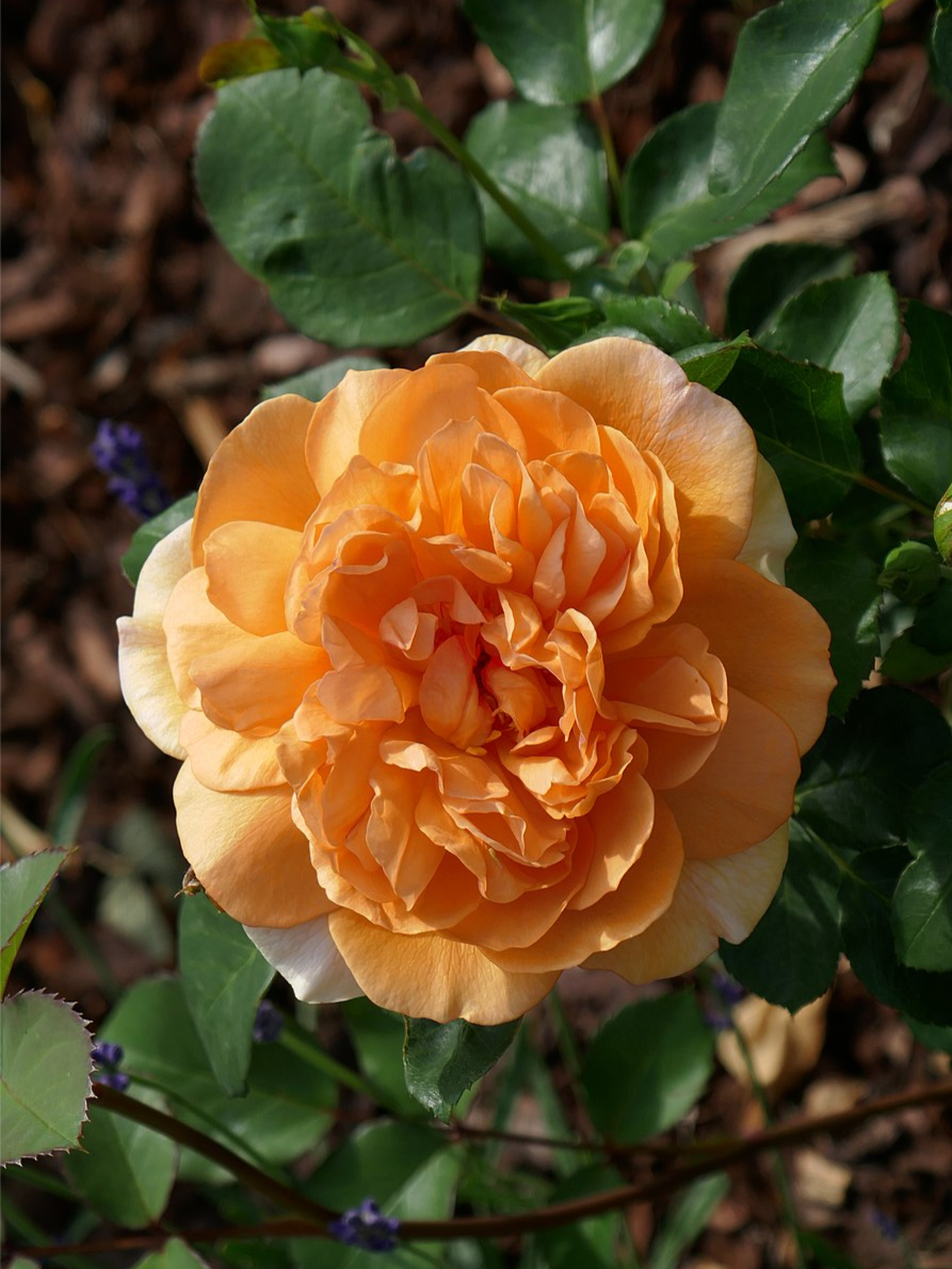 Дама Джуди Денч_edited_edited