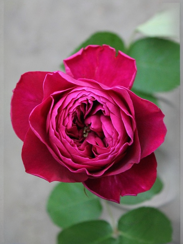 дарси _edited_edited