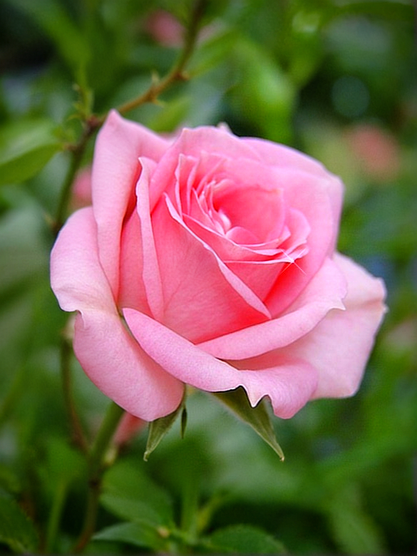 Диана де Пуатье