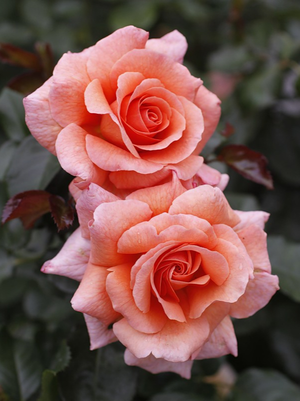 доктор джо3_edited_edited