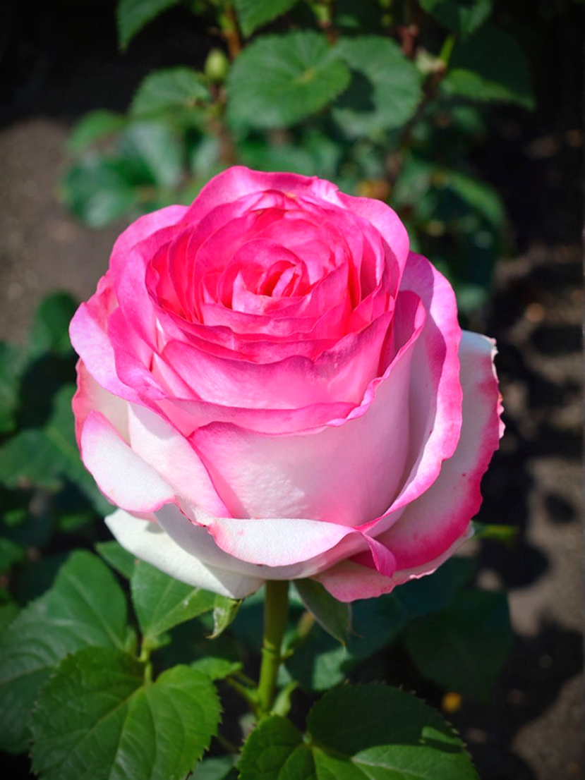 Дольче Вита