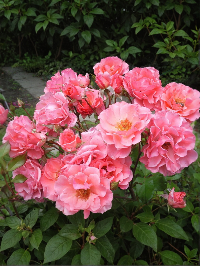 Дрим Уивер_edited