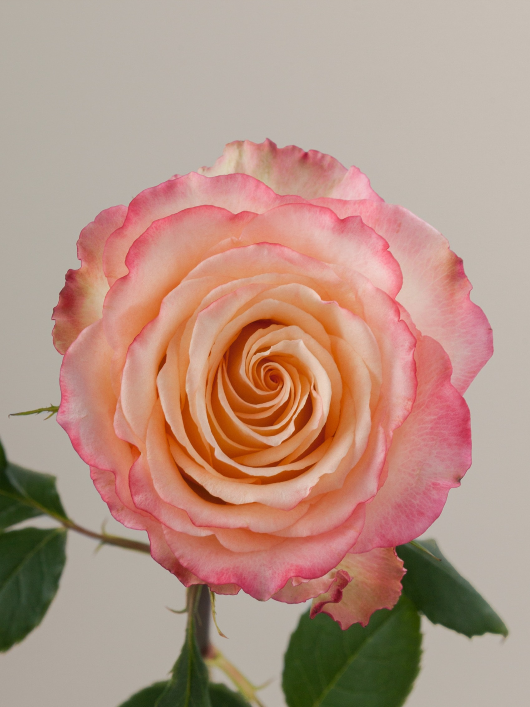 дуэт 8_edited_edited