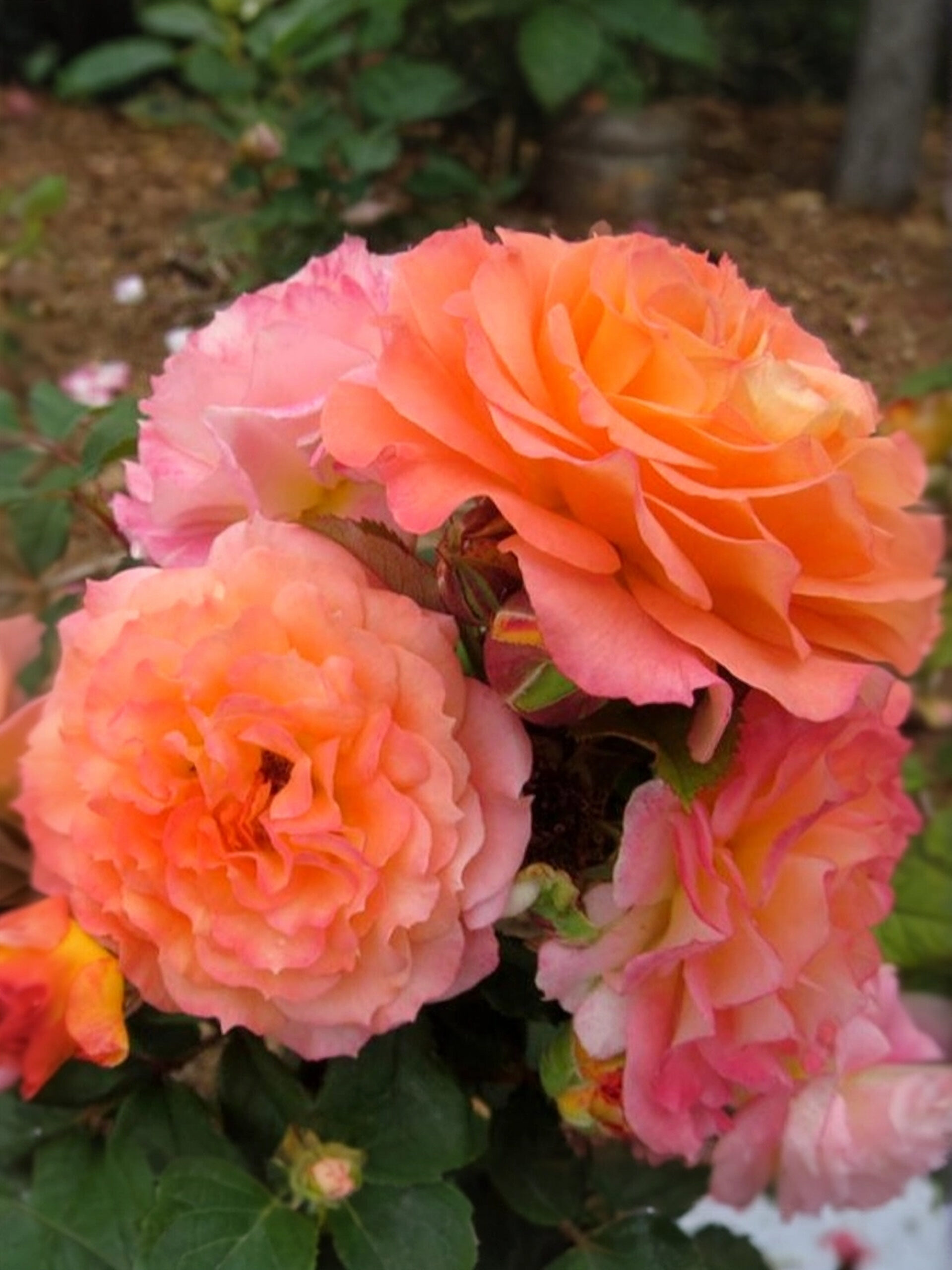 Думен_edited_edited