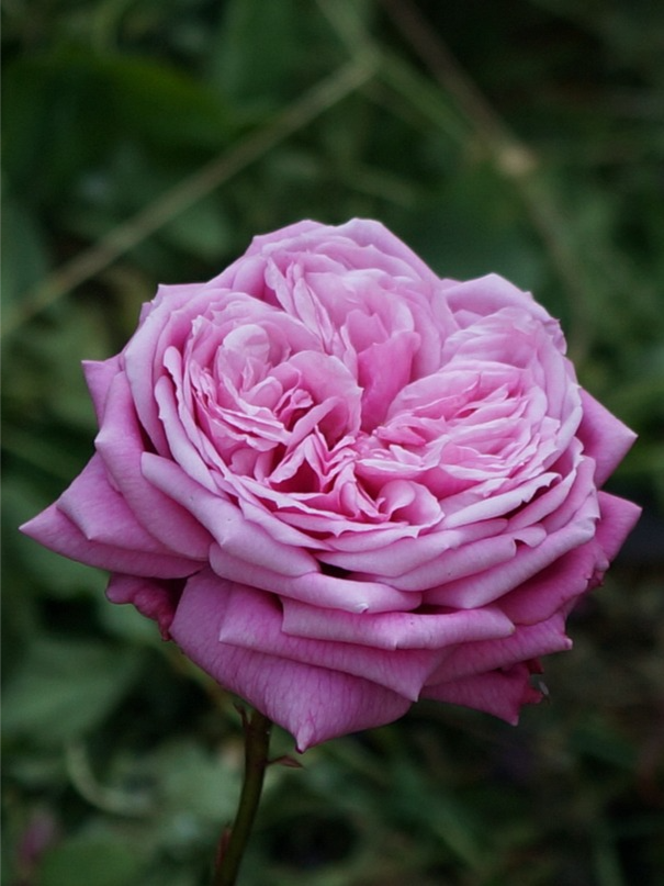 дьюранс асьон 1 _edited_edited