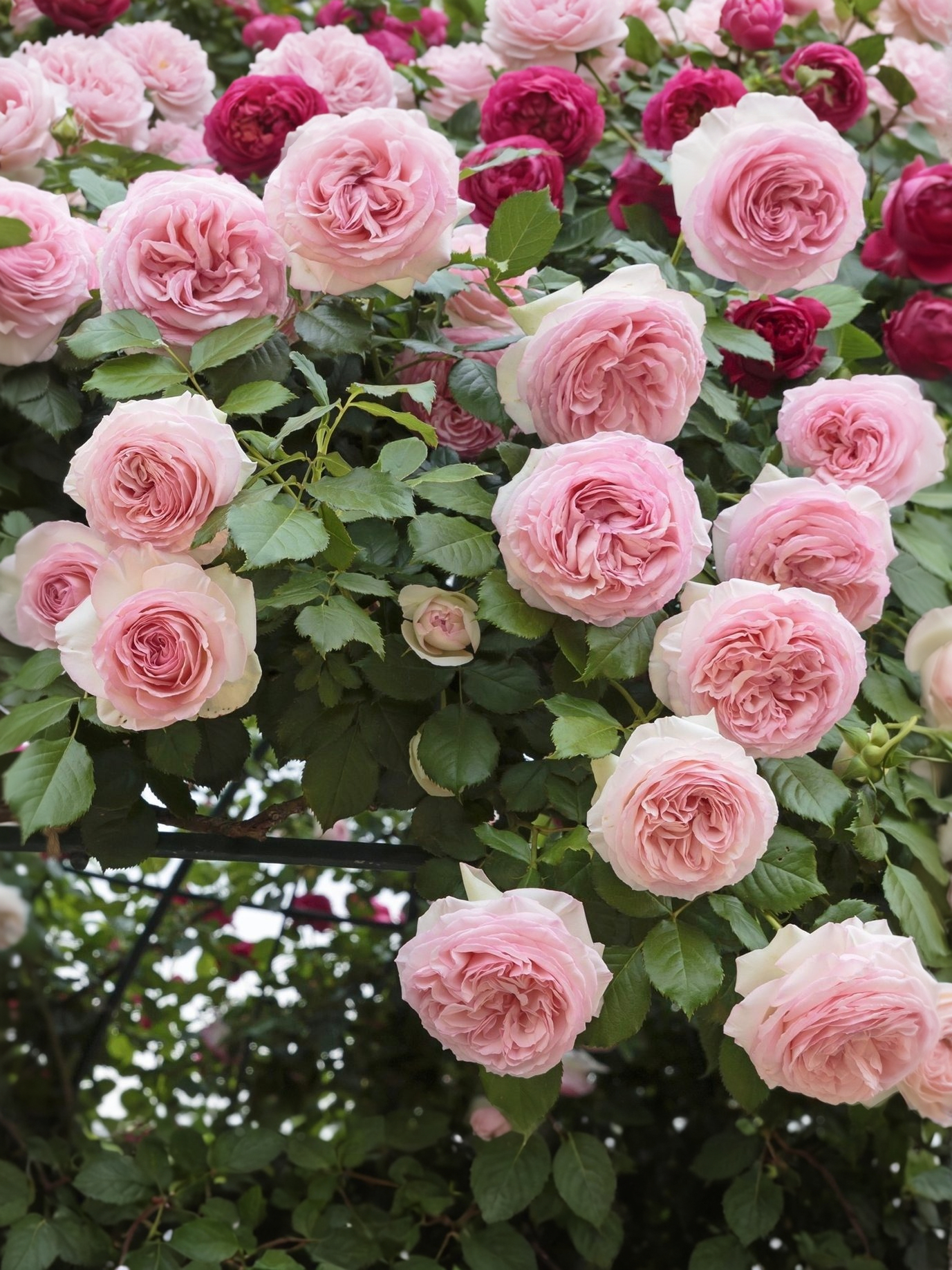 джарджира1_edited_edited