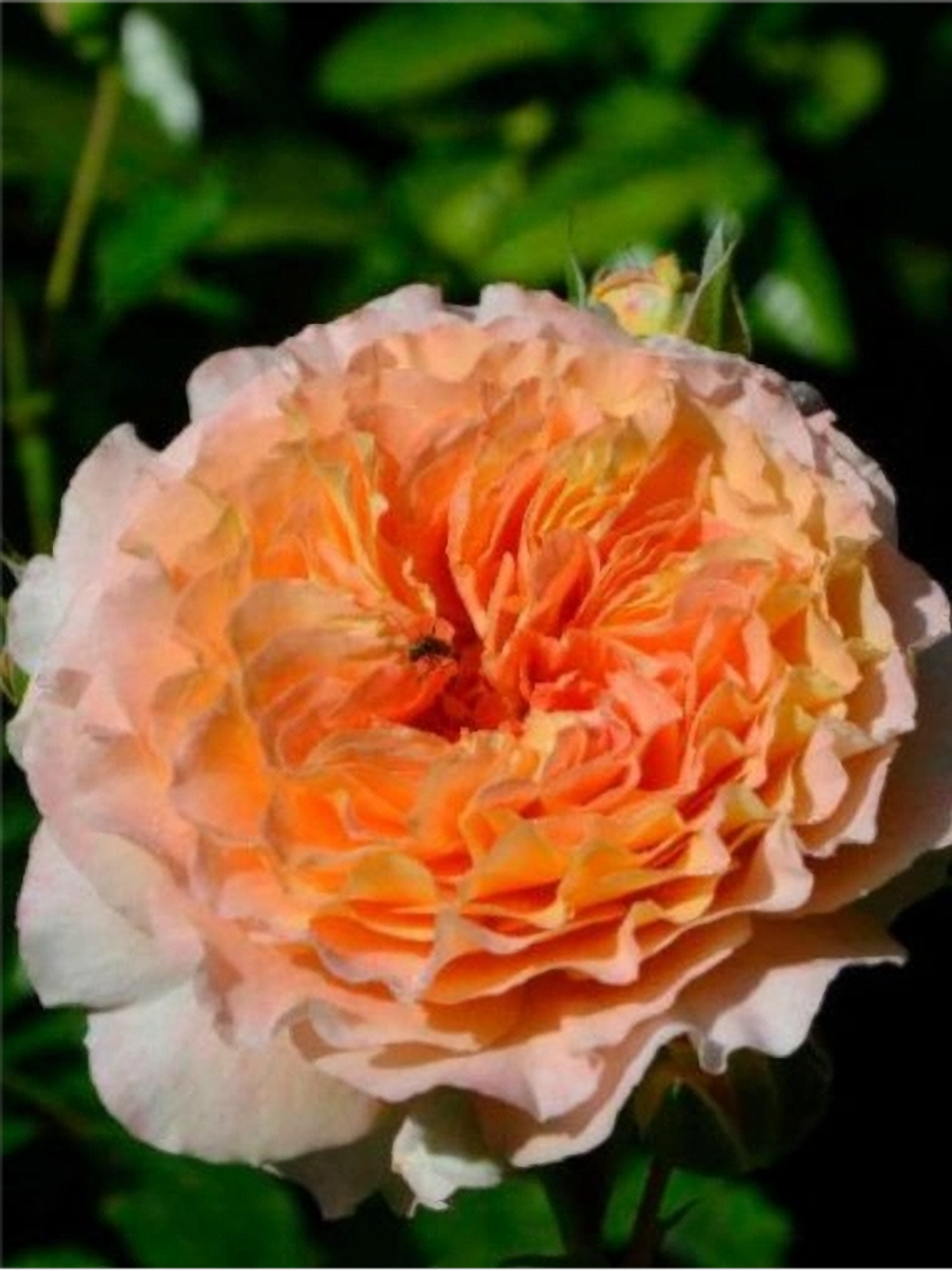 Джеф Л Артист_edited_edited_edited