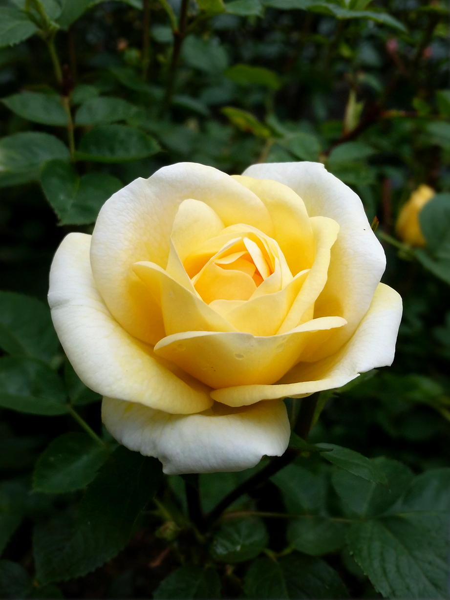 Джей пи Коннел