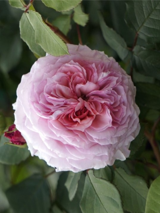 Джеймс Галвей 6_edited_edited_edited