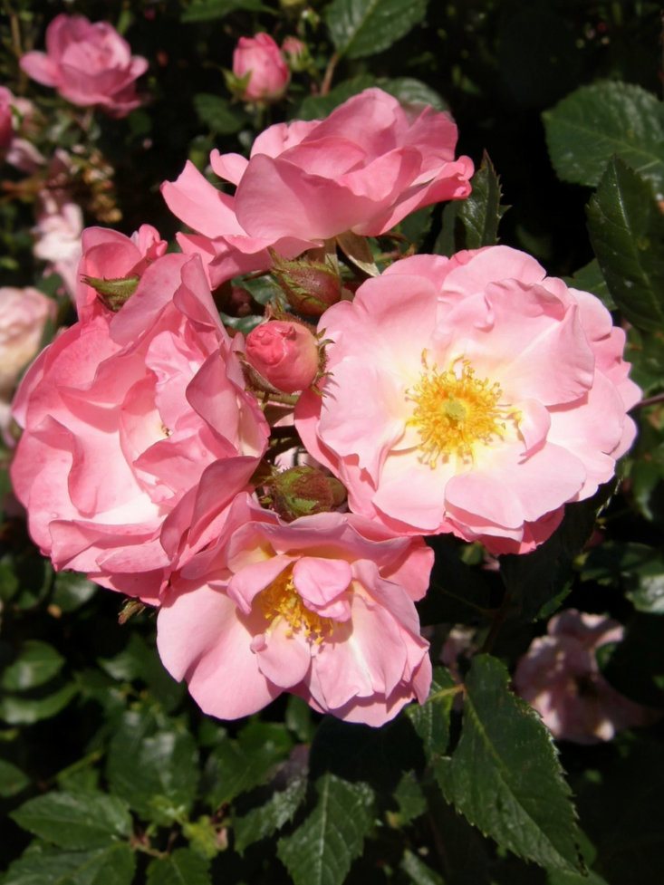 Джекис Фаворит_edited