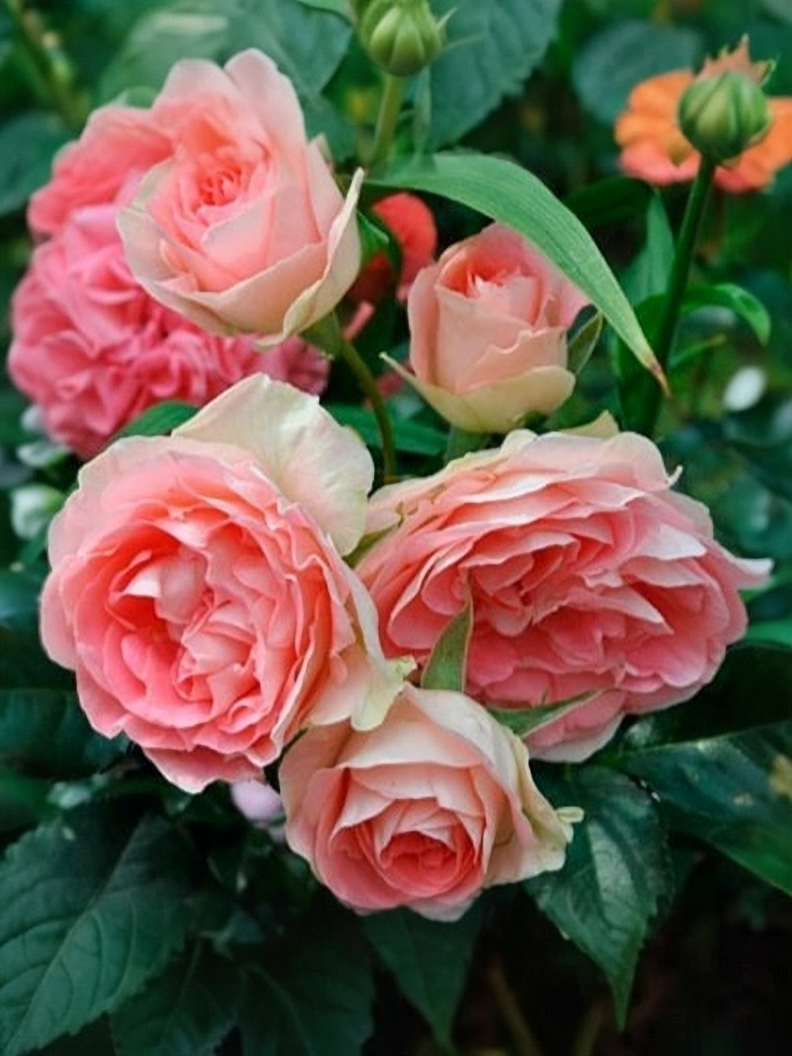 джит_edited_edited