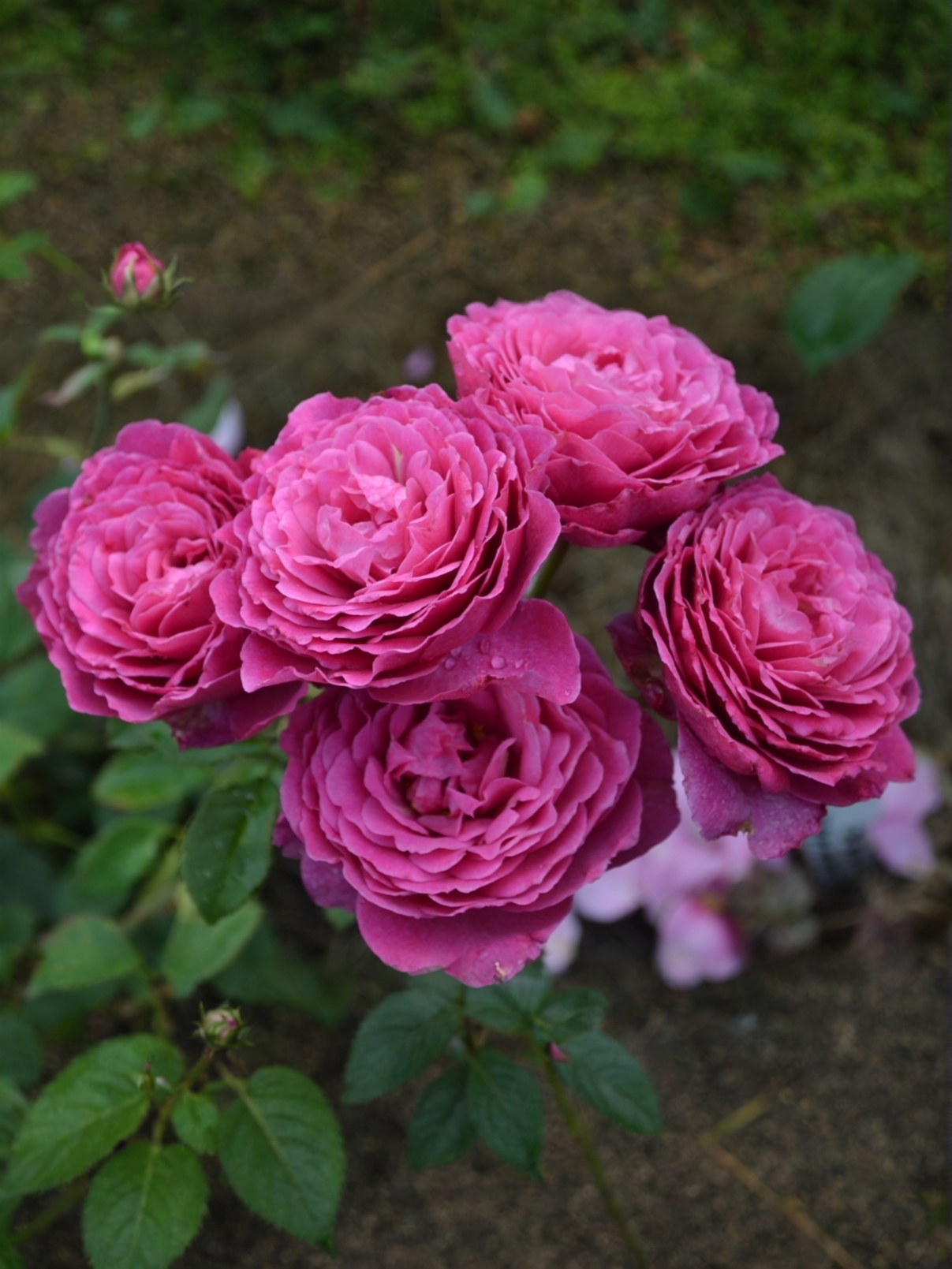 e59d24e99ea566e4549c2211948186ea_edited