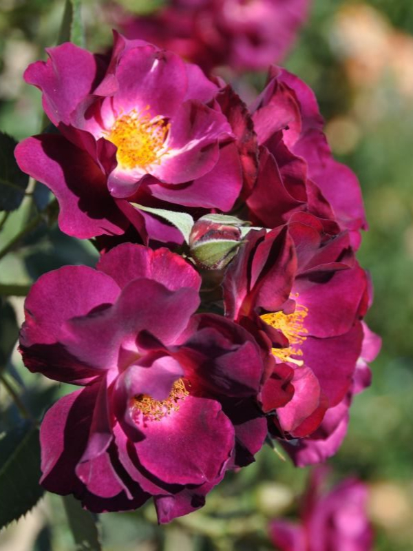 ea708f407c5bfa92df32100cb4bed30a_edited