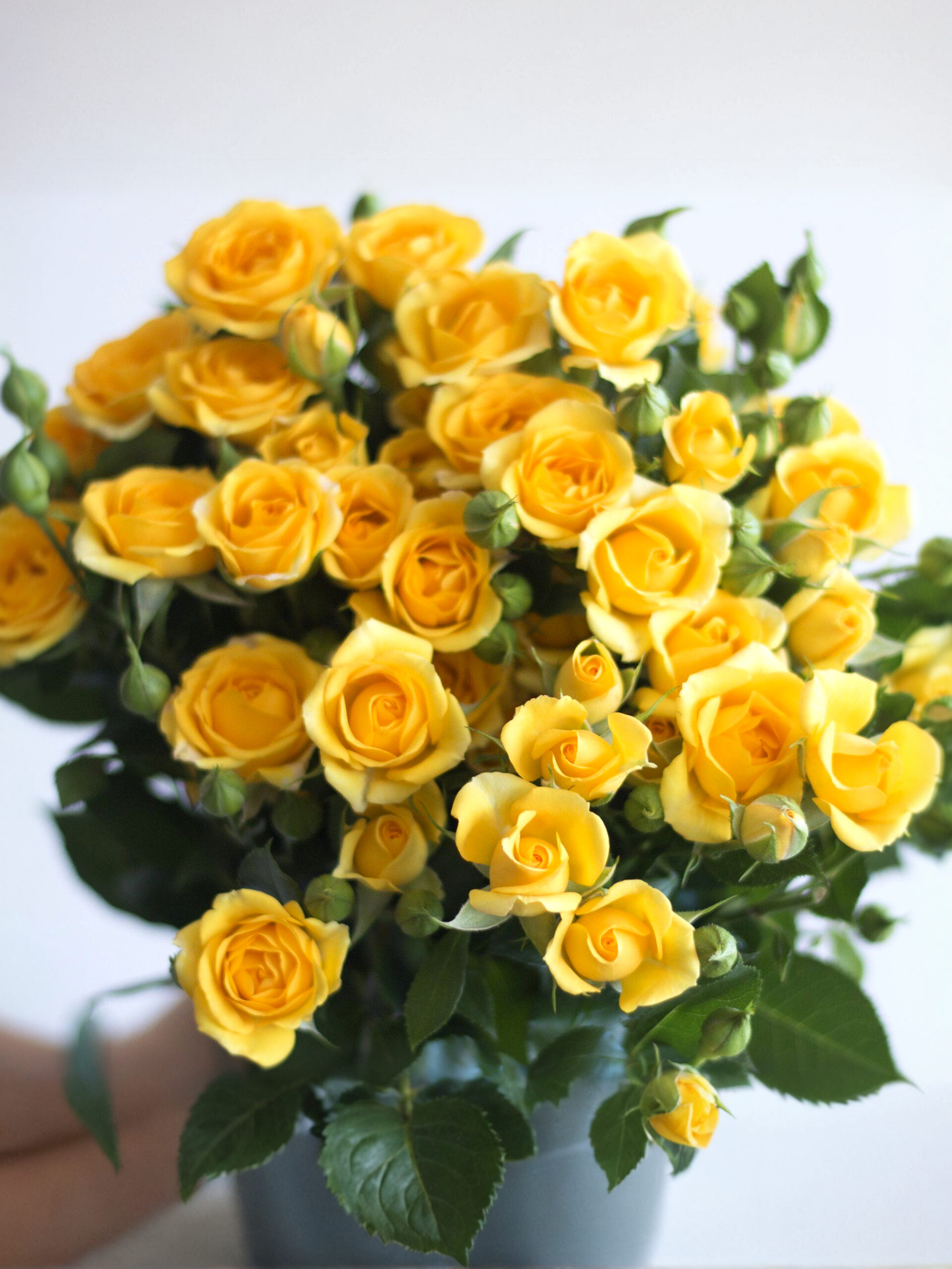 Еллоу Беби_edited_edited