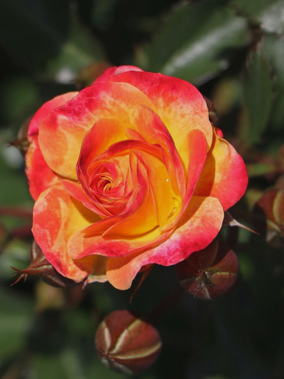 файер берд 4 _edited_edited