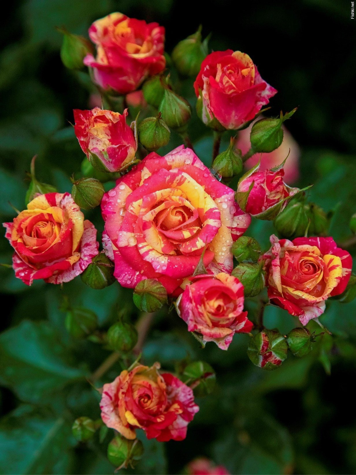 Файер Флеш (Fire Flash)1 _edited_edited