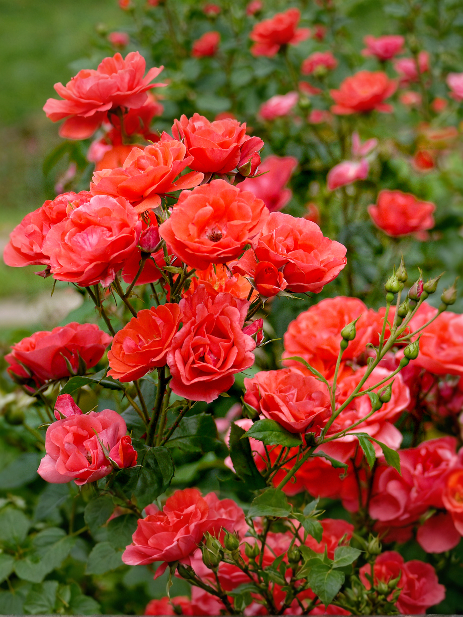 файер кинг1_edited